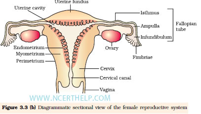 Essay on human reproductive system